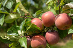 Load image into Gallery viewer, Apples  Fuji
