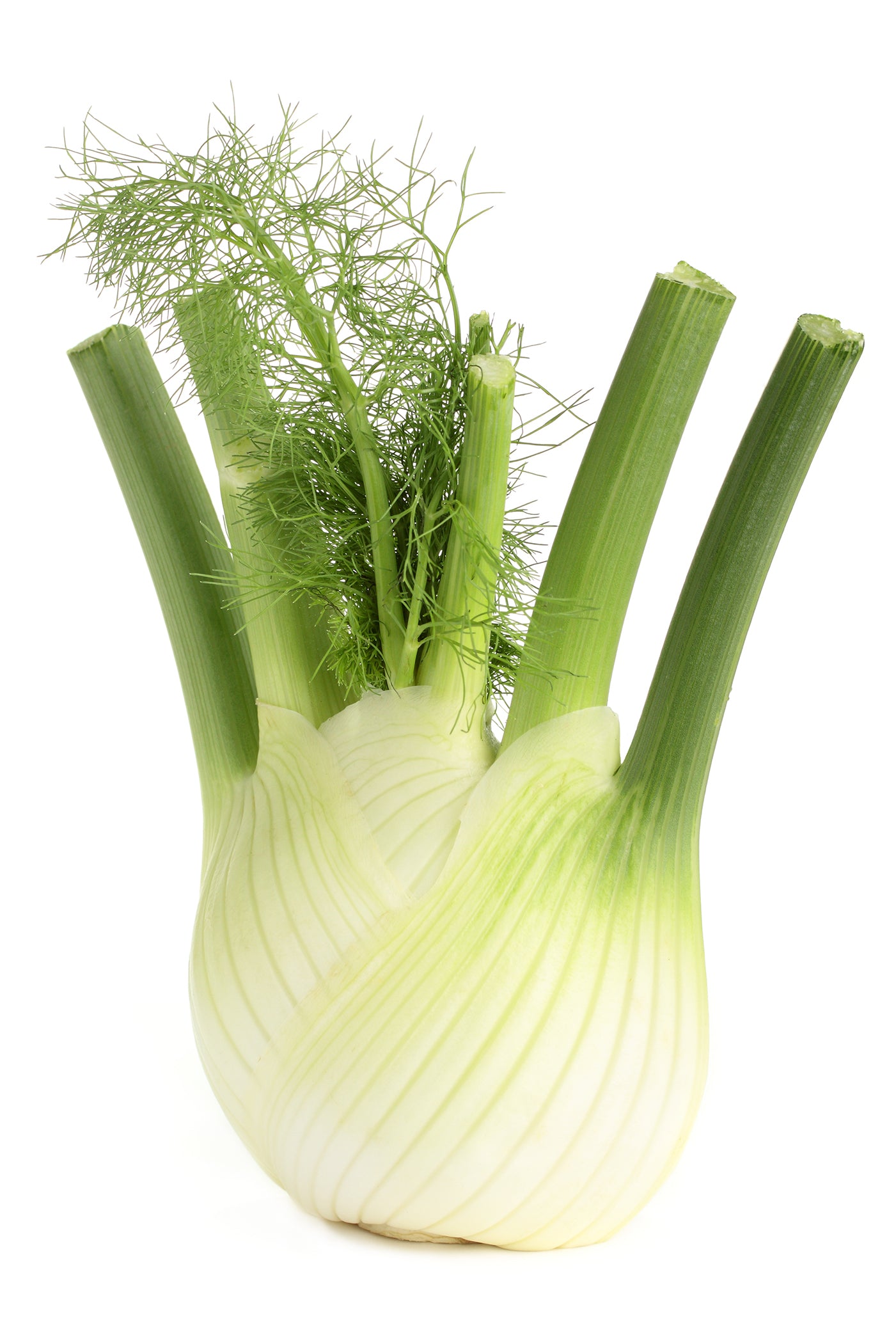Fennel - Large (Each)